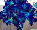 This beautiful wedding bouquet can be done by purchasing 2 bunches of our blue bomb orchids in the flower category and just cutting them and placing them into a bouquet holder and wrap with ribbon for beautiful wedding flowers